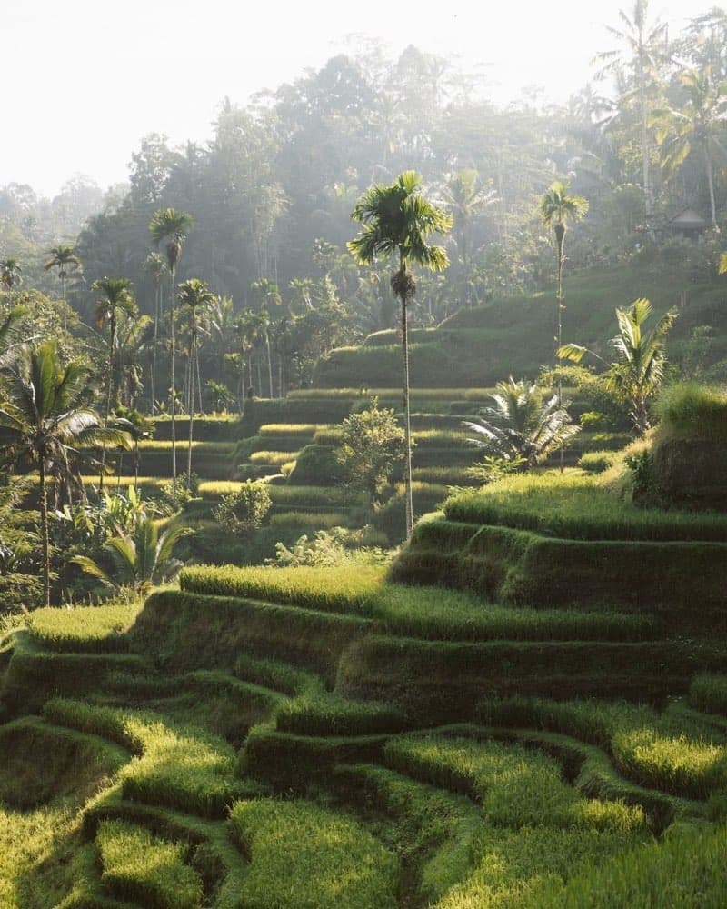 Sunlit rice terraces in Bali, Indonesia